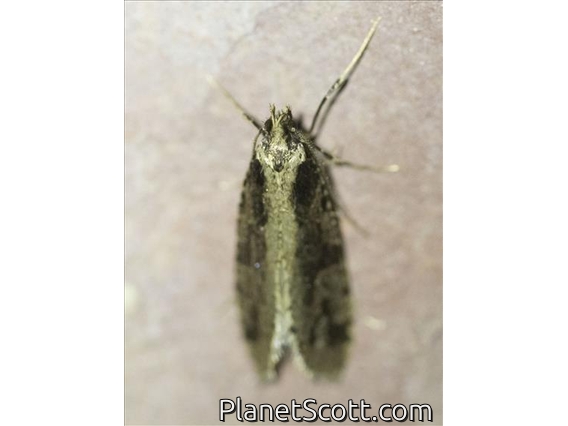 Underwing Moth (Erebidae sp)