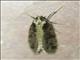 Underwing Moth (Erebidae sp)
