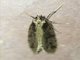 Underwing Moth (Erebidae sp)