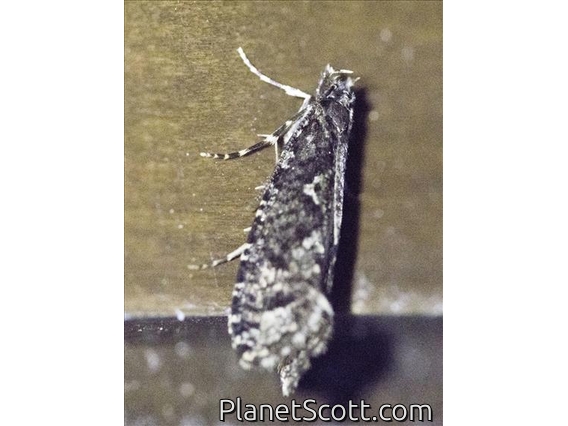 Burrowing Webworm Moth (Acrolophinae sp)