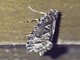 Burrowing Webworm Moth (Acrolophinae sp)