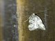 Lichen Moth (Clemensia sp)