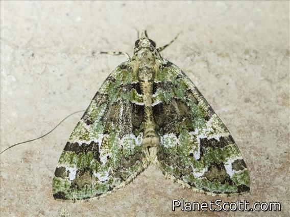 Carpet Moth (Larentiinae sp)