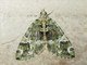 Carpet Moth (Larentiinae sp)