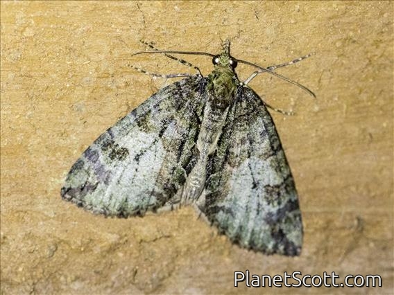 Crambid Snout Moth (Crambidae sp)
