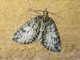 Crambid Snout Moth (Crambidae sp)