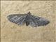 Geometer Moth (Geometridae sp)