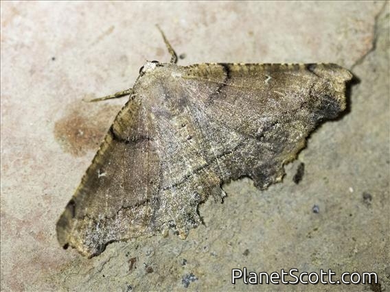 Geometer Moth (Geometridae sp)
