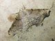 Geometer Moth (Geometridae sp)