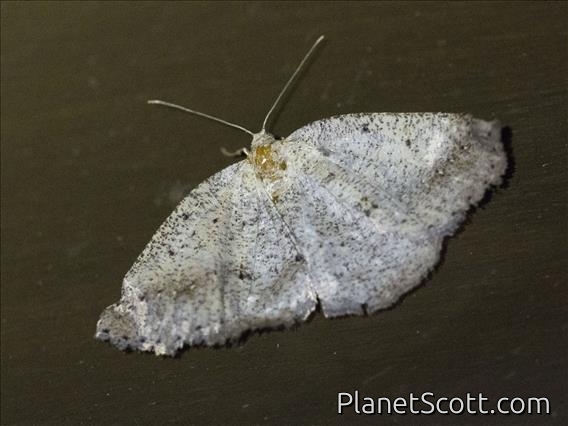 Geometer Moth (Geometridae sp)
