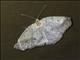 Geometer Moth (Geometridae sp)