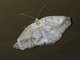 Geometer Moth (Geometridae sp)