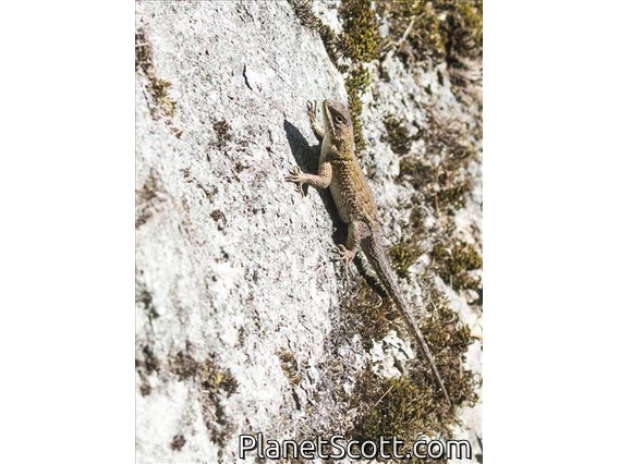Eastern Spiny Lizard (Sceloporus spinosus)