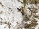 Eastern Spiny Lizard (Sceloporus spinosus)