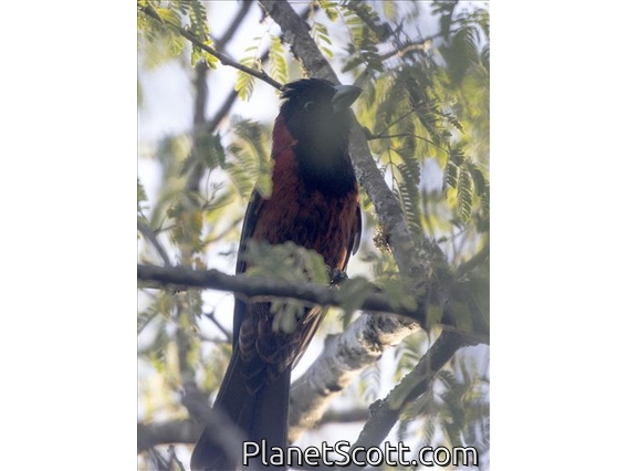 Crimson-collared Grosbeak (Periporphyrus celaeno) - Male