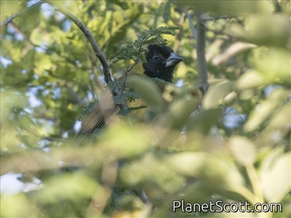 Crimson-collared Grosbeak (Periporphyrus celaeno) - Female
