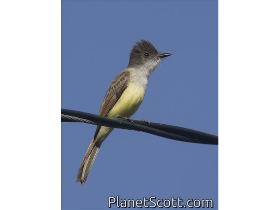 Dusky-capped Flycatcher (Myiarchus tuberculifer)