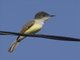 Dusky-capped Flycatcher (Myiarchus tuberculifer)
