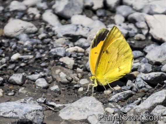 Sleepy Orange (Abaeis nicippe)
