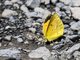 Sleepy Orange (Abaeis nicippe)