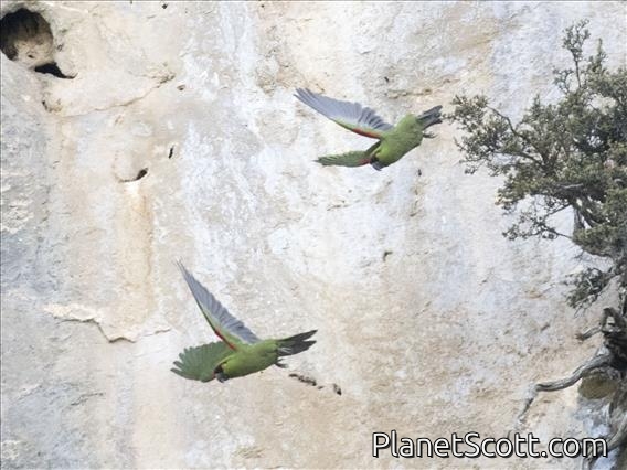 Maroon-fronted Parrot (Rhynchopsitta terrisi)