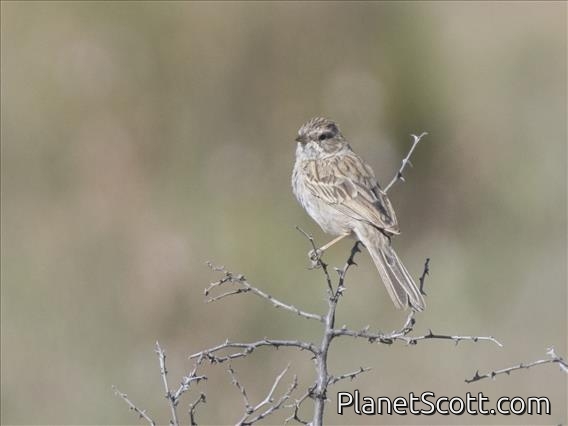 Brewer's Sparrow (Spizella breweri)