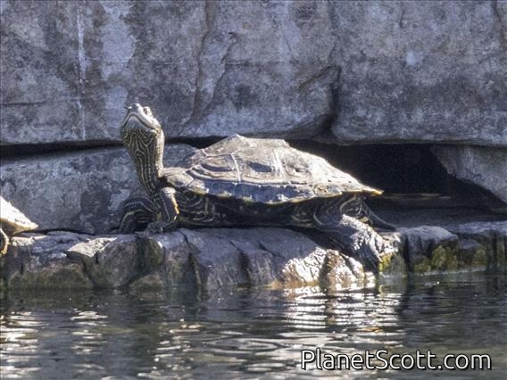 Map Turtle (Graptemys sp)