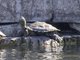 Map Turtle (Graptemys sp)