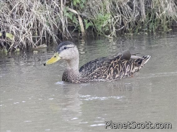 Mexican Duck (Anas diazi) - Male