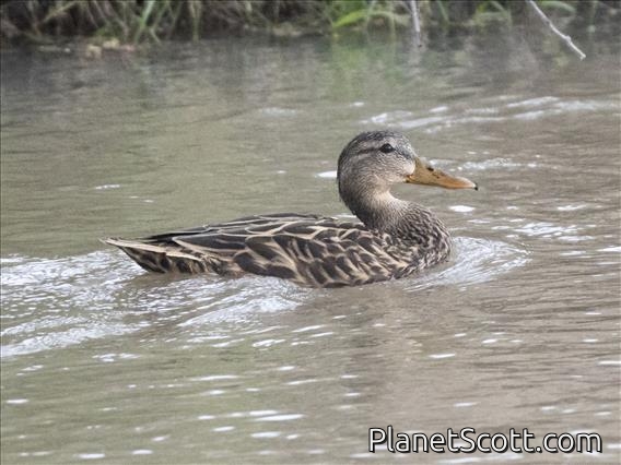 Mexican Duck (Anas diazi) - Female