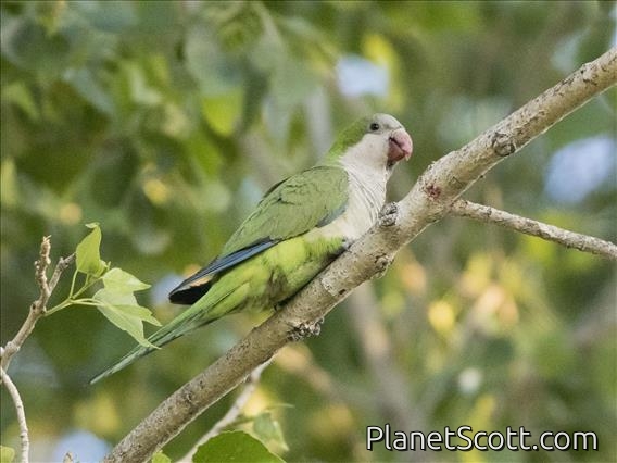 Monk Parakeet (Myiopsitta monachus)