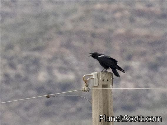 Chihuahuan Raven (Corvus cryptoleucus)