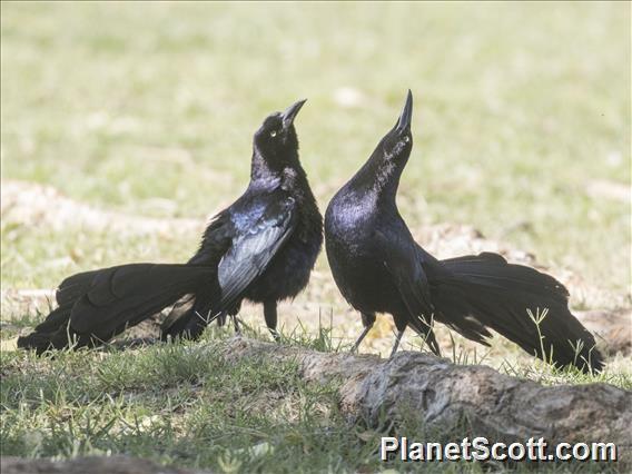 Great-tailed Grackle (Quiscalus mexicanus)