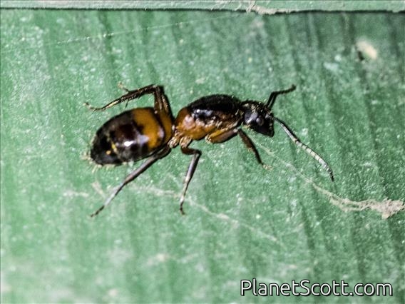 Bicolored Carpenter Ant (Camponotus vicinus)
