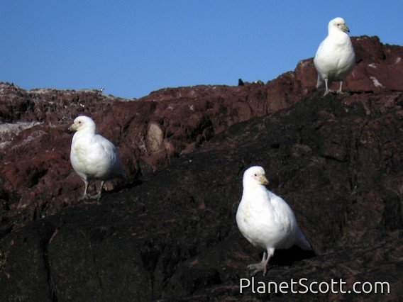 Snowy Sheathbills, Isla Pinguinos