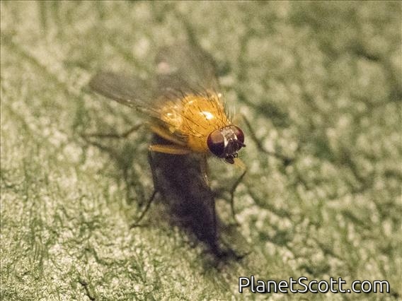 Lauxaniid Fly (Homoneura sp)