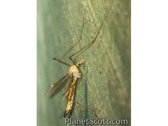 Crane Fly (Phoroctenia vittata)