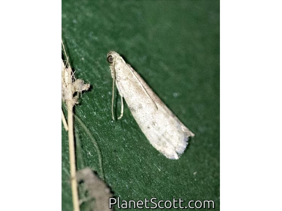 Diamondback Moth (Plutella xylostella)