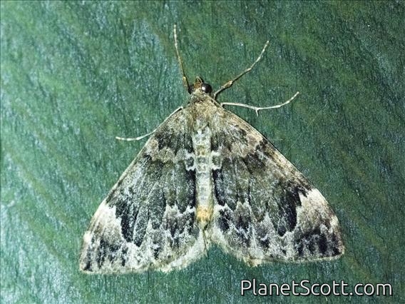 Dark Marbled Carpet (Dysstroma citrata)