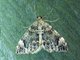 Dark Marbled Carpet (Dysstroma citrata)