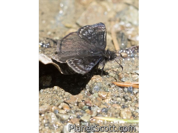 Propertius Duskywing (Erynnis propertius)