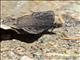 Propertius Duskywing (Erynnis propertius)