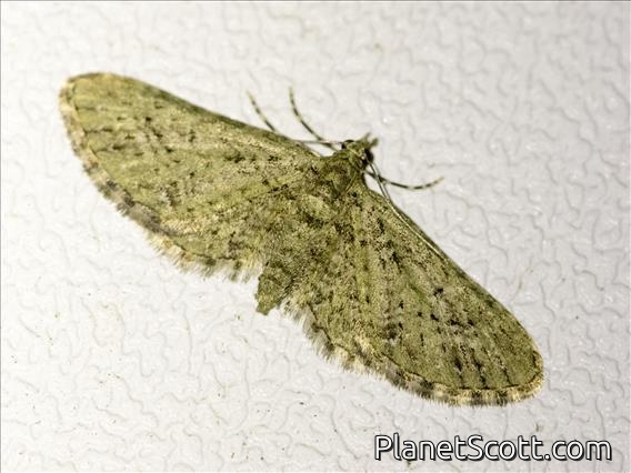 Pug Moth (Eupithecia sp)