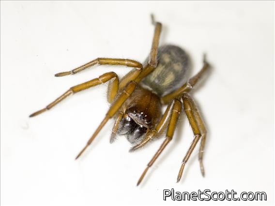 Lace Web Spider (Callobius severus)