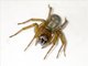 Lace Web Spider (Callobius severus)
