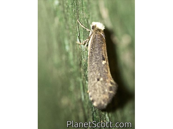 Western Clothes Moth (Tinea occidentella)
