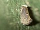 Western Clothes Moth (Tinea occidentella)