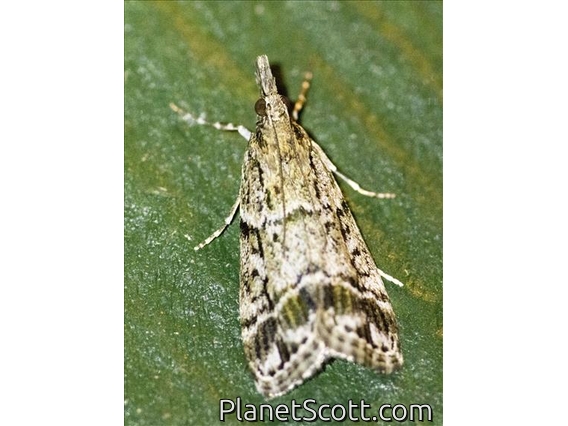 Crambid Snout Moth (Crambidae sp)