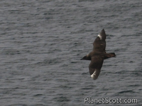 Chilean Skua, Beagle Channel