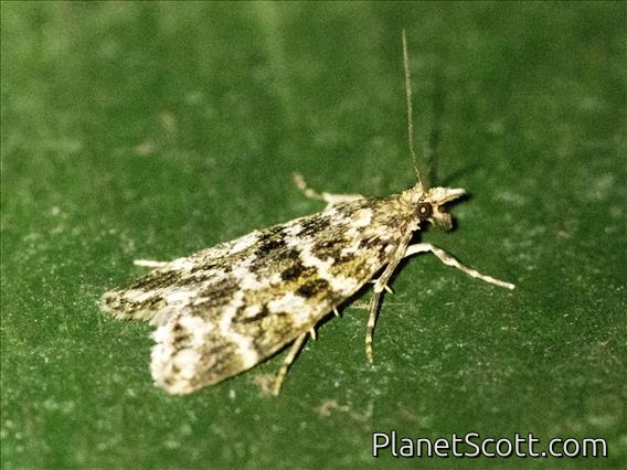 Crambid Snout Moth (Crambidae sp)